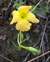 Oenothera toumeyi