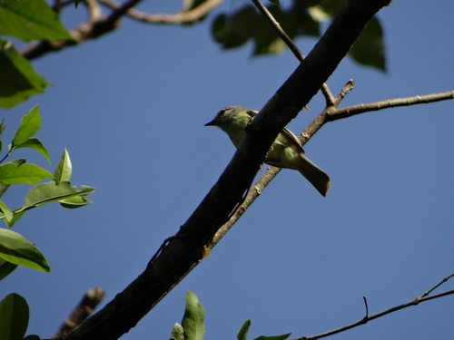 Ornithion inerme