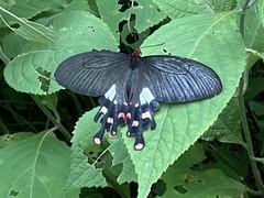 Byasa polyeuctes