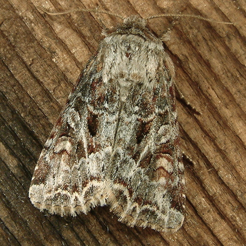 Trichordestra liquida Grote, 1881