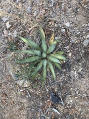 Agave shrevei