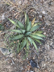 Agave shrevei
