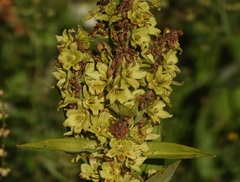 Veratrum lobelianum