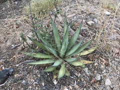 Agave shrevei