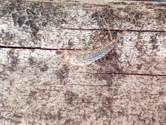 Ctenolepisma lineatum