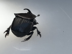 Phanaeus triangularis