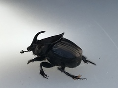 Phanaeus triangularis