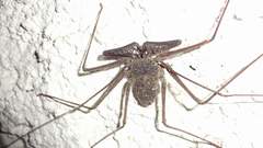 Paraphrynus emaciatus