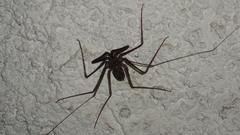 Paraphrynus emaciatus