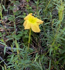 Oenothera toumeyi