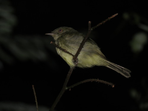 Neopelma sulphureiventer
