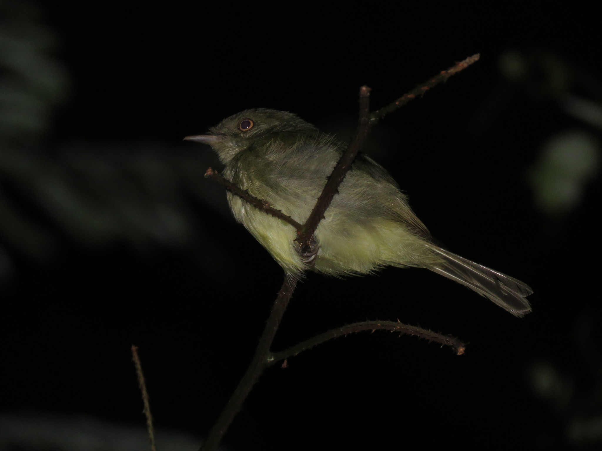 Sulphur-bellied Tyrant-Manakin illustration