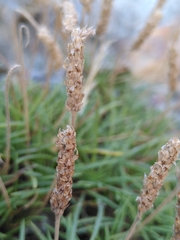 Plantago subulata