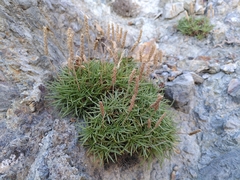 Plantago subulata