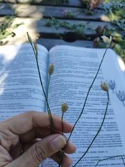 Petrorhagia prolifera