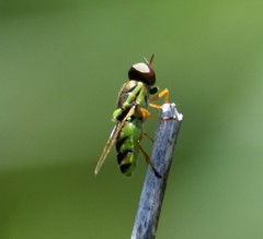 Odontomyia cincta