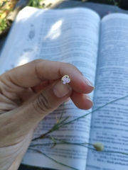 Petrorhagia prolifera