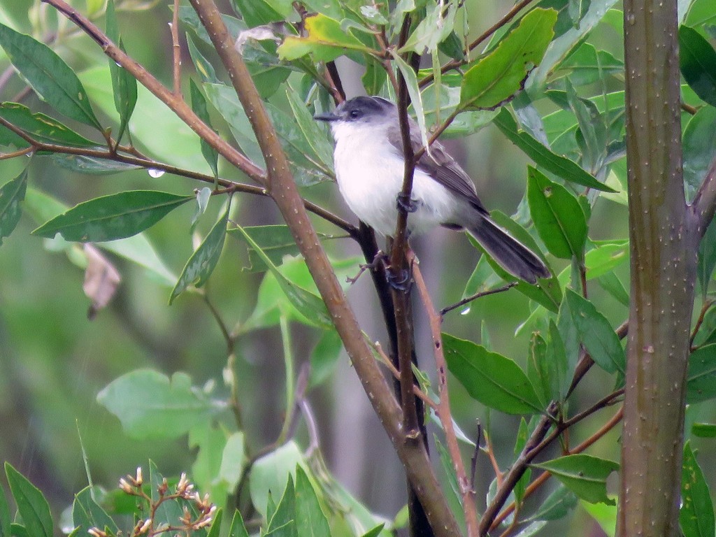 River Tyrannulet