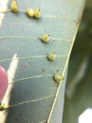 Caryomyia caryaecola