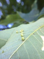 Caryomyia caryaecola