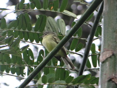 Tolmomyias