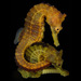 Hippocampus erectus - Photo (c) Robertson Ross, alguns direitos reservados (CC BY-NC-SA)