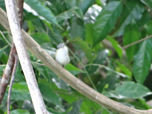 Myiornis ecaudatus