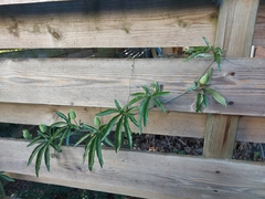 Passiflora caerulea