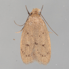 Inga obscuromaculella