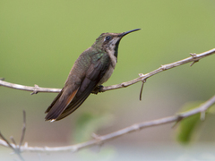 Chrysolampis mosquitus