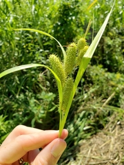 Carex frankii