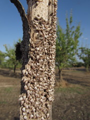 Cochlicella