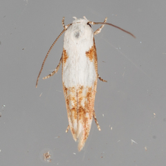 Mompha circumscriptella