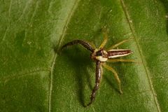 Salticidae