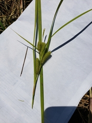 Carex frankii