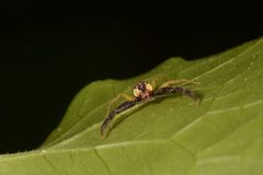 Salticidae