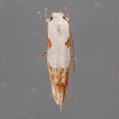 Mompha circumscriptella