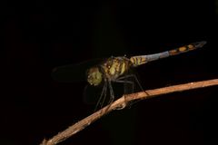 Brachydiplax