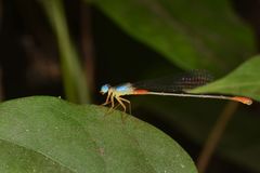 Ceriagrion cerinorubellum