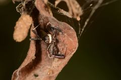 Salticidae