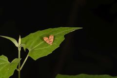 Lepidoptera