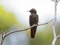 Chrysolampis mosquitus