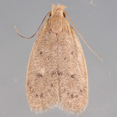Inga obscuromaculella