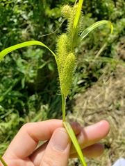 Carex frankii