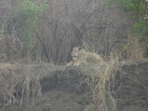 Northern Lion