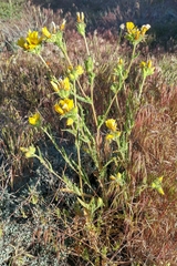 Mentzelia gracilenta