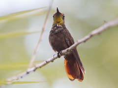 Chrysolampis mosquitus