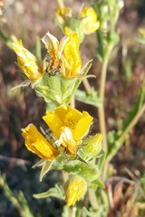 Mentzelia gracilenta