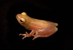 Sprinkled Long Reed Frog photo 3