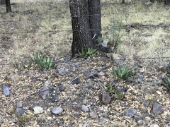Agave shrevei